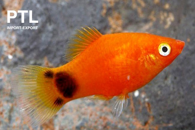 PTL73030  X MACUL PLATY ISR RED MICKEY MOUSE